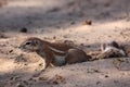 The African ground squirrels genus Xerus sitting on dry sand of Kalahari desert and feeding