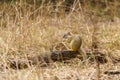 African ground squirrels & x28;genus Xerus& x29; in South Africa