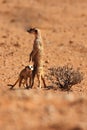 The African ground squirrels genus Xerus  staying on dry sand of Kalahari desert and feeding. Up to close Royalty Free Stock Photo