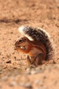 The African ground squirrels genus Xerus  staying on dry sand of Kalahari desert and feeding. Up to close Royalty Free Stock Photo