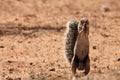 The African ground squirrels genus Xerus staying on dry sand of Kalahari desert and feeding. Up to close