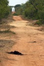 African grovel road with giraffe on horizon. Typical road in Kruger National Park Royalty Free Stock Photo