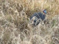 African Guineafowl