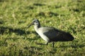 African Hadeda Ibis Royalty Free Stock Photo