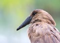 African Hammerkop Royalty Free Stock Photo