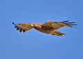 African Harrier-Hawk Royalty Free Stock Photo