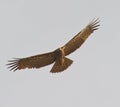 African Harrier Hawk in flight