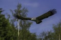 African harrier hawk in flight