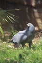 African harrier hawk Royalty Free Stock Photo