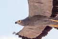 African harrier-hawk gymnogene bird of prey flying close-up.