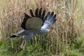African harrier-hawk gymnogene bird of prey flying low over grassland.