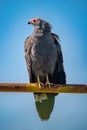 African harrier-hawk perches on rusty yellow railing