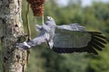 African harrier hawk Polyboroides typus bird of prey predator Royalty Free Stock Photo