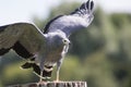 African harrier hawk Polyboroides typus bird of prey standing