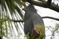 The African Harrier-Hawk Polyboroides typus). Royalty Free Stock Photo