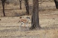 African hartebeest