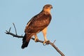 African hawk eagle Royalty Free Stock Photo