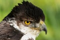 African Hawk-Eagle, Aquila Spilogaster, very striking head shot Royalty Free Stock Photo