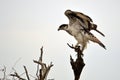 African Hawk Eagle (Aquila spilogaster) Royalty Free Stock Photo