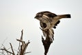 African Hawk Eagle (Aquila spilogaster) Royalty Free Stock Photo