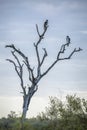 African Hawk-Eagle in Kruger National park, South Africa