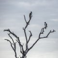 African hawk-Eagle in Kruger National park, South Africa