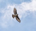 African hawk-eagle Royalty Free Stock Photo