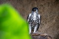 African Hawk Eagle having break between hunting on branch, Scientific Name: Aquila spilogaster, local name: Grootjagarend