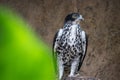 African Hawk Eagle having break between hunting on branch, Scientific Name: Aquila spilogaster, local name: Grootjagarend