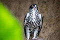 African Hawk Eagle having break between hunting on branch, Scientific Name: Aquila spilogaster, local name: Grootjagarend