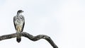 African Hawk-Eagle on a Perch.