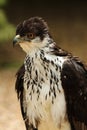 African Hawk Eagle Royalty Free Stock Photo