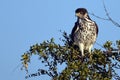 African Hawk Eagles (Aquila spilogaster). Royalty Free Stock Photo