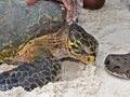 African Hawksbill Turtle