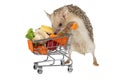 African hedgehog with a basket full of products Royalty Free Stock Photo