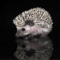 African Hedgehog in the dark photo studio