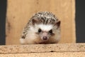 African hedgehog lying down on a wooden board