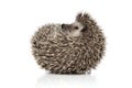 African hedgehog with spiky fur rolling on back happy