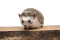 African hedgehog standing and looking at camera happy