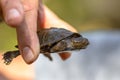 African helmeted turtle Royalty Free Stock Photo