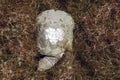 African helmeted turtle, Pelomedusa subrufa, in a reservoir in the Etosha National Park, Namibia Royalty Free Stock Photo