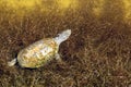 African helmeted turtle, Pelomedusa subrufa, in a reservoir in the Etosha National Park, Namibia Royalty Free Stock Photo