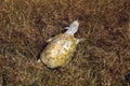 African helmeted turtle, Pelomedusa subrufa, in a reservoir in the Etosha National Park, Namibia Royalty Free Stock Photo