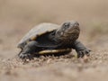 African helmeted turtle Royalty Free Stock Photo