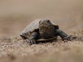 African helmeted turtle Royalty Free Stock Photo