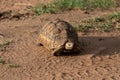 African helmeted turtle traveling on the road in the Masaai Mara Reserve in Kenya Royalty Free Stock Photo