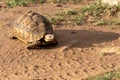 African helmeted turtle traveling on the road in the Masaai Mara Reserve in Kenya Royalty Free Stock Photo