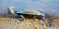 African Helmeted Turtle in water stream Royalty Free Stock Photo