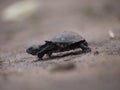 African helmeted turtle Royalty Free Stock Photo