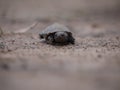 African helmeted turtle Royalty Free Stock Photo